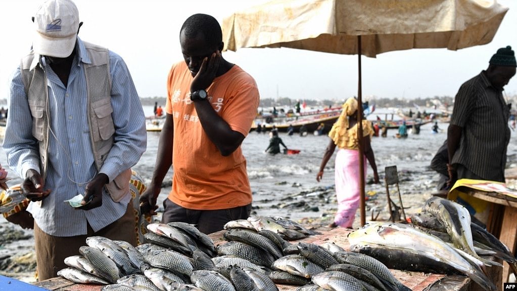 资料照片：2019年7月22日，捕捞的鱼在塞内加尔达喀尔某海滩的一个摊位上出售。（法新社照片）
