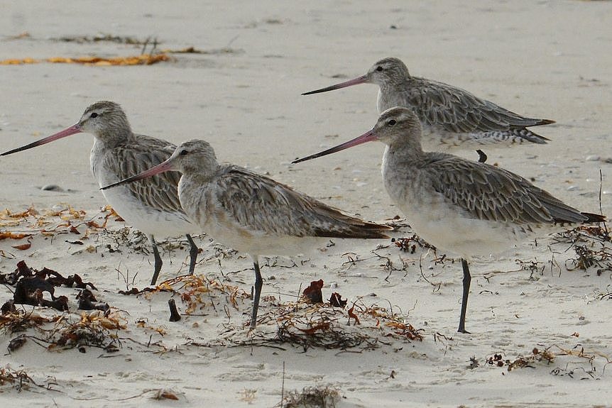 Four bar-tailed godwits with needle-like beaks and thin stalk-like legs stand on wet sand.