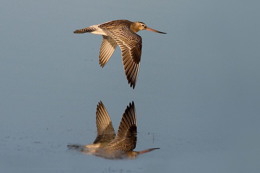 A bird and its reflection fly across a body of water. 