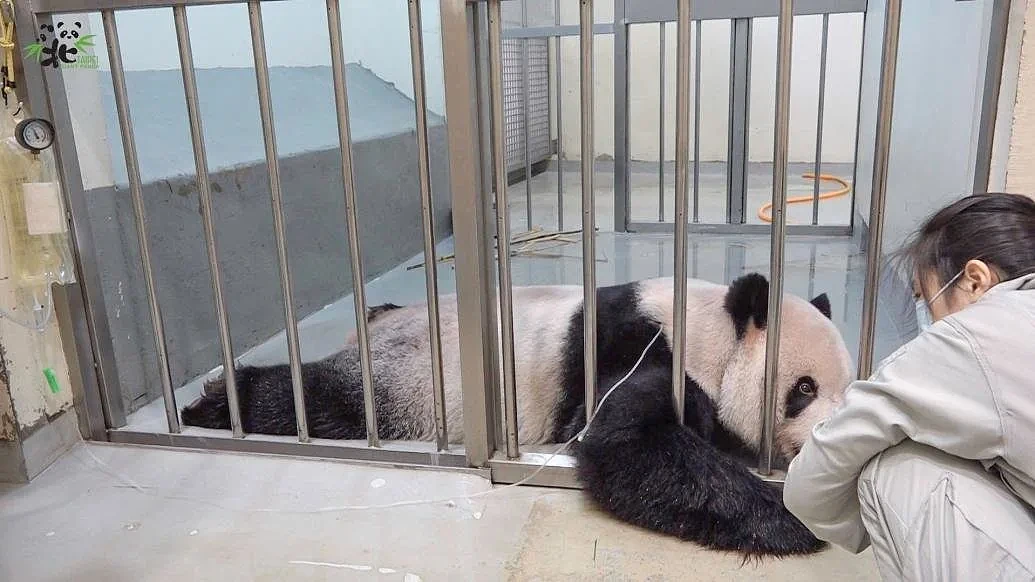 大陆赠台大熊猫“团团”的病情近期受到各界关注。