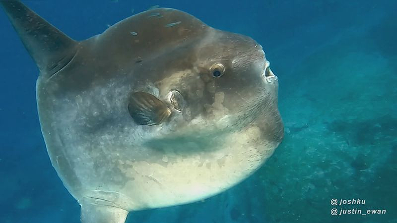 悉尼男子潜水遇上神秘海洋生物，直呼“太罕见，千载难逢”（组图） - 2