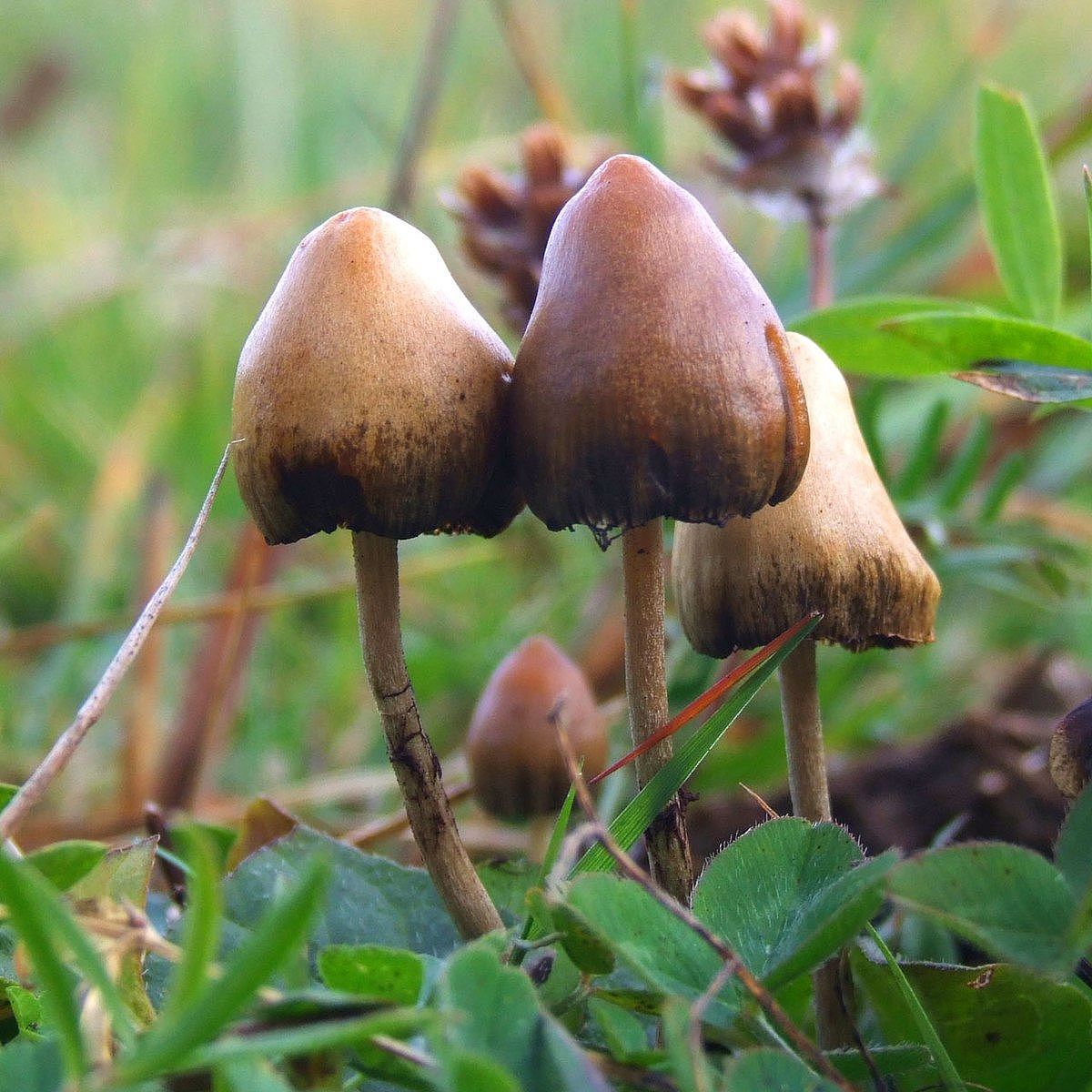 Psilocybin mushroom - Wikipedia