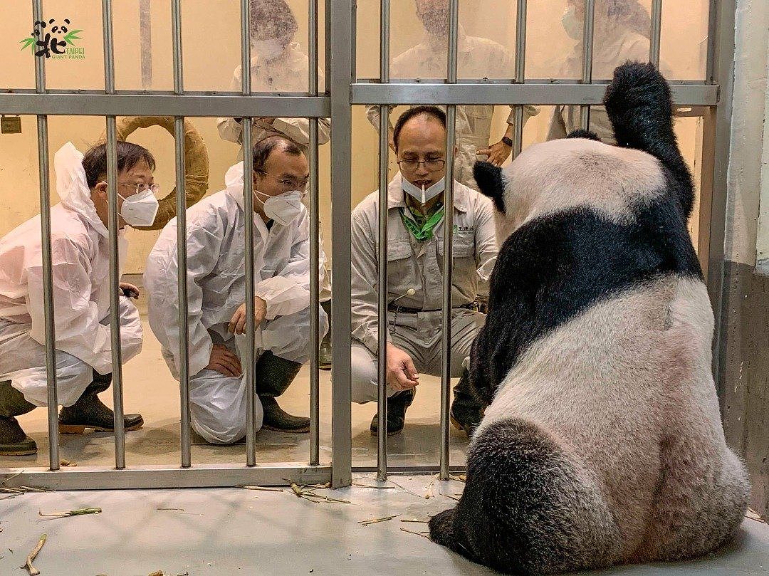 中国卧龙大熊猫保护研究中心2名专家，周三上午在园方陪同下探视大熊猫“团团”。（图：Taipei Zoo 台北市立动物园面子书）