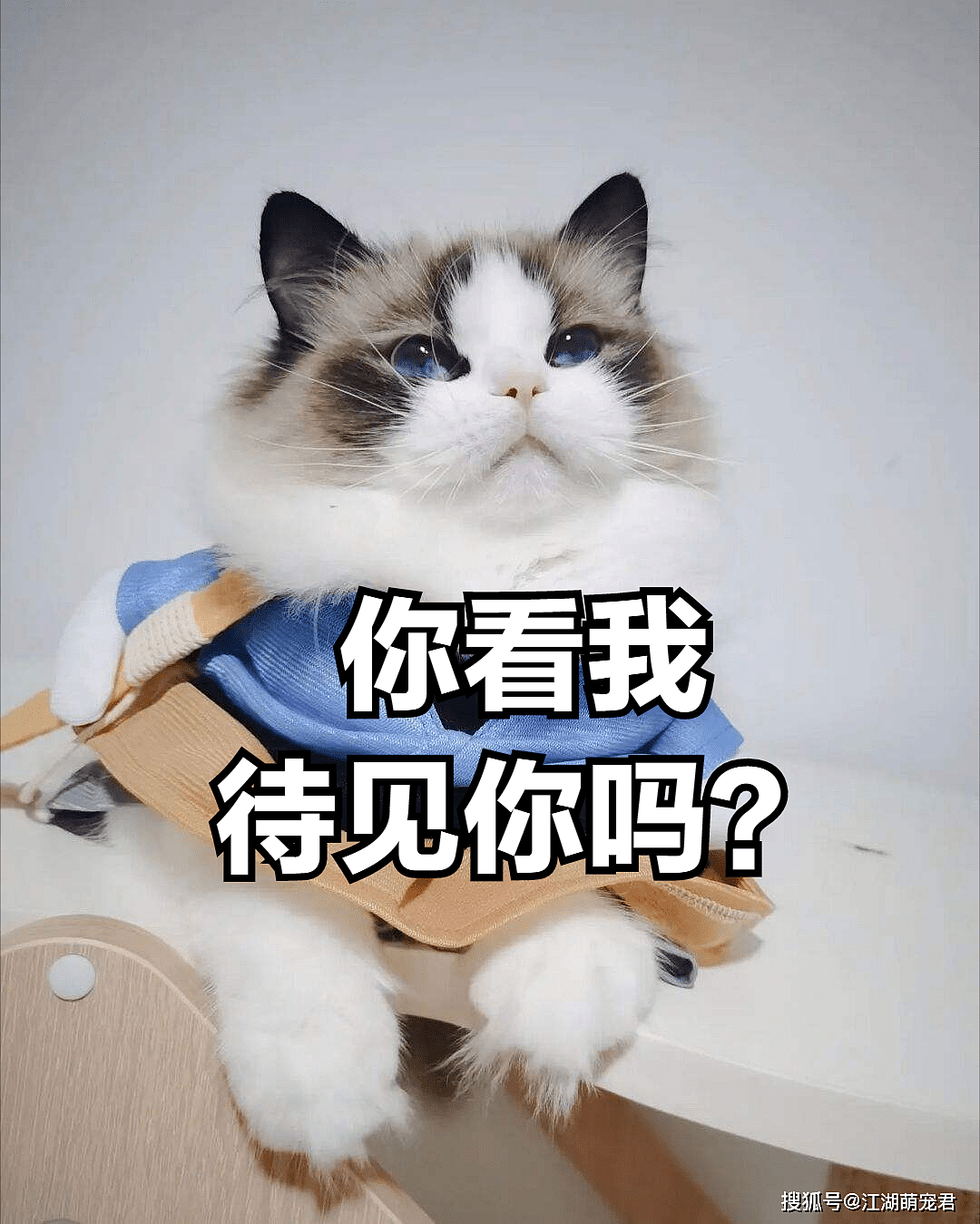 【宠物】当“布偶猫”开始讨厌你的时候，它会做这6件事（组图） - 2