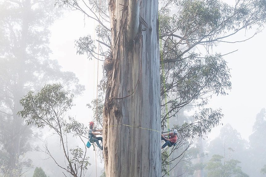 Two people hanging on ropes either side of the trunk of a giant tree in misty conditions, measuring its trunk.