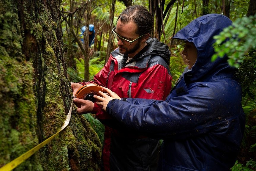 Two people reading a tape measure that's been wrapped around a big tree in a wet forest.