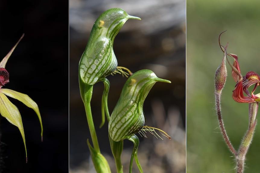 Three photos of native orchids