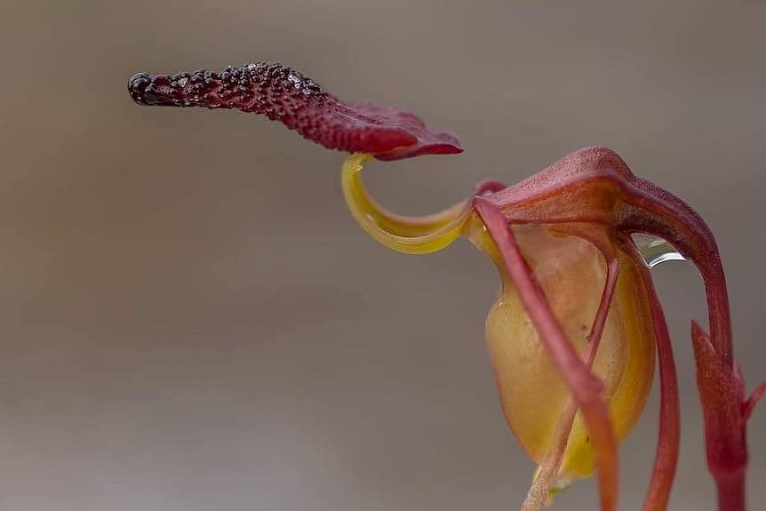 Close-up of a red and green orchid