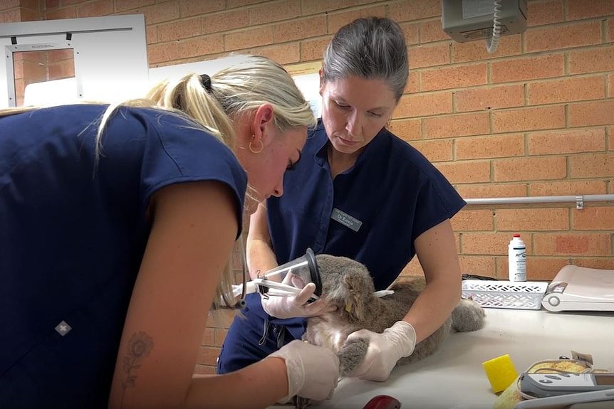 Ollie the koala lies on vet table with oxygen mask