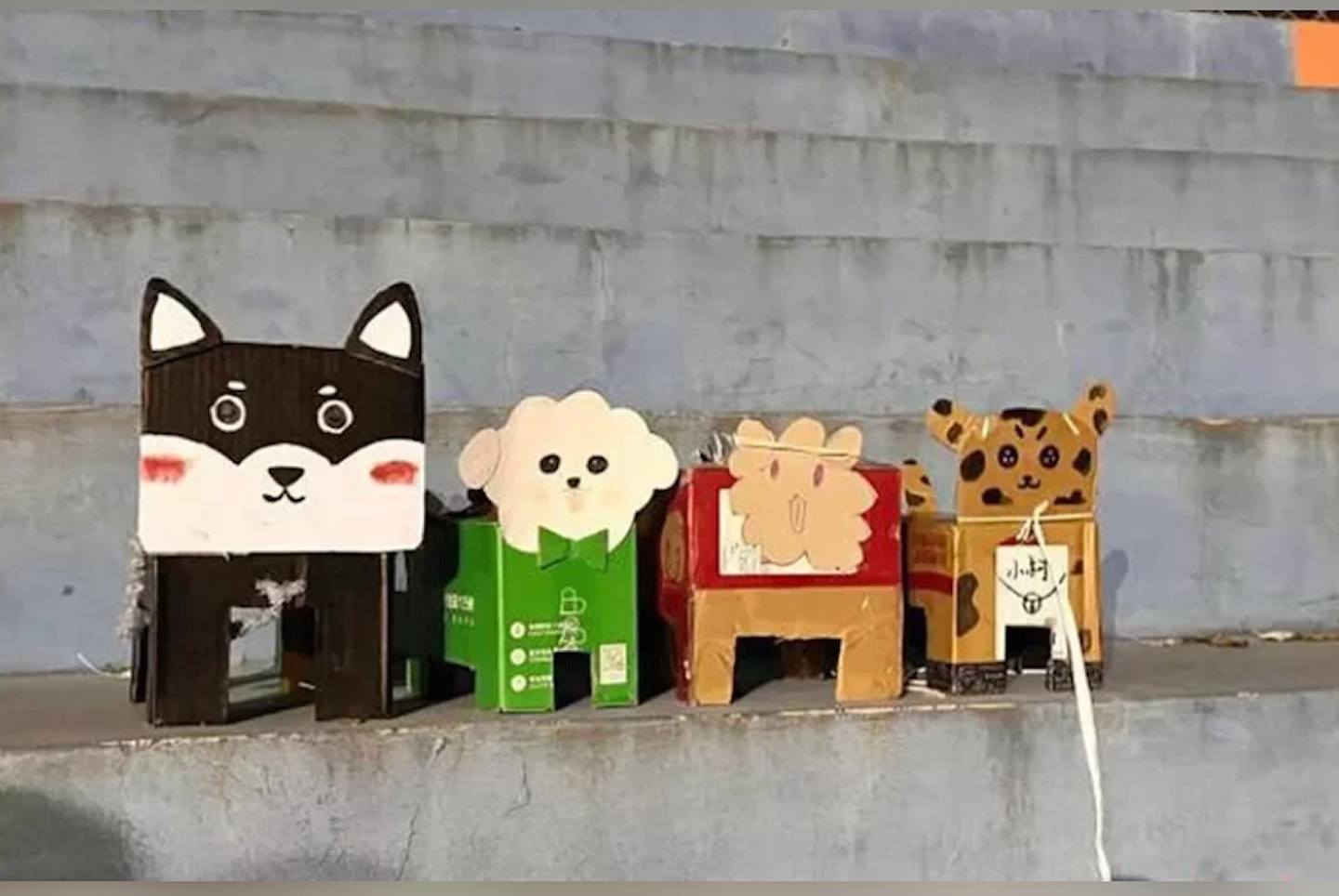 纸盒狗成为中国大学生的新宠物。 （联合早报）