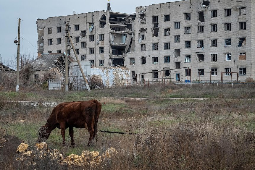 A cow grazes in a field with a blown apart apartment building behind it 