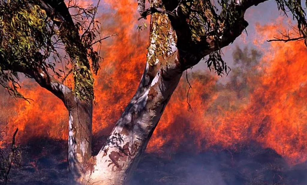 澳洲部分地区将迎危险山火季，当局：今年或比去年更糟（组图） - 2