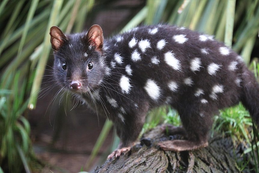 An eastern quoll, a small brown marsupial with white spots.