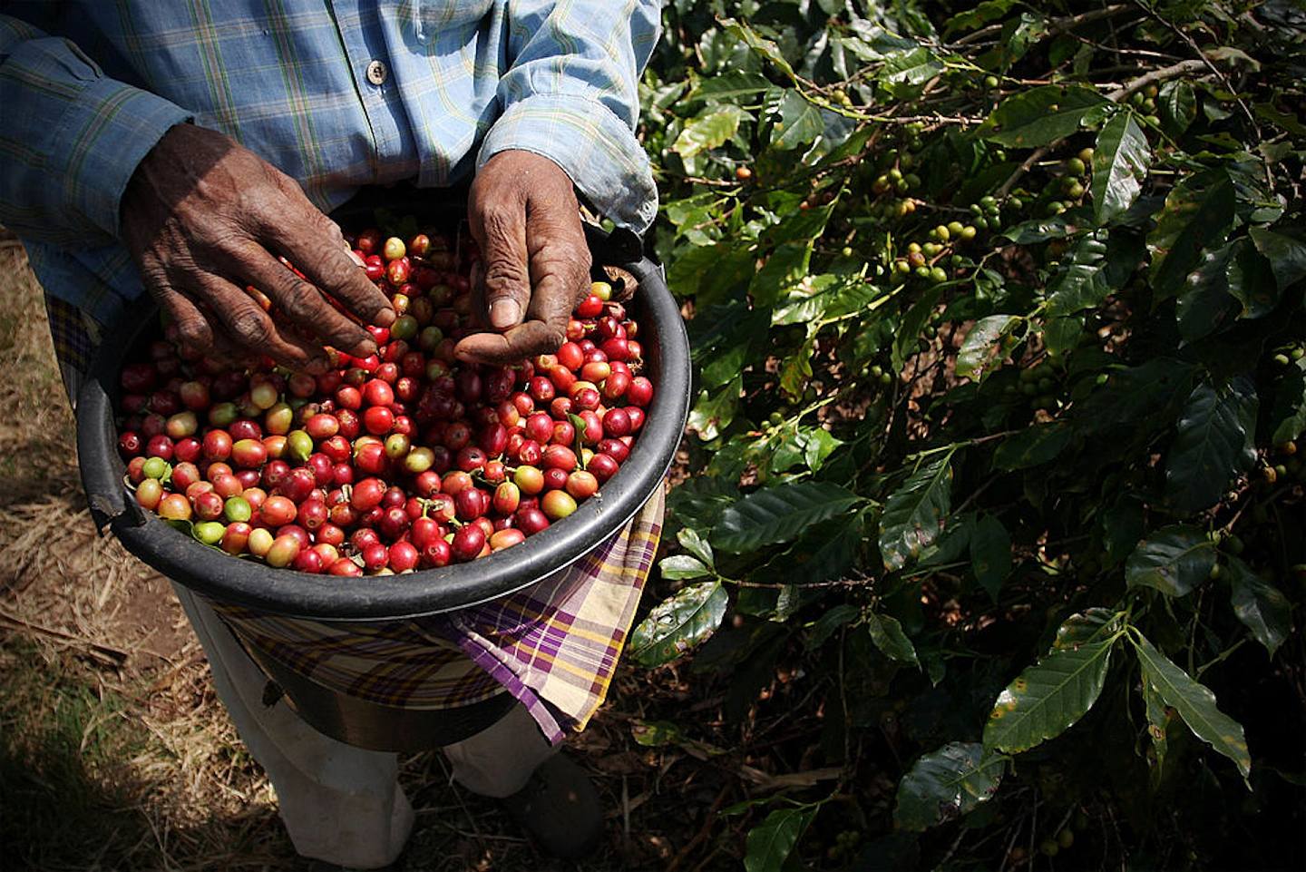 盧旺達在出口上不想賣咖啡生豆，因為售賣原材料的利潤很低，作自家烘焙後的豆子可賣更高價錢。（Getty）