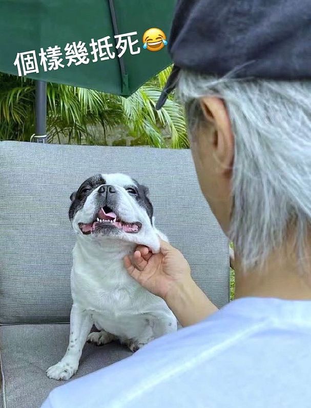 周星驰与爱犬亲密互动！满头银发戴棒球帽，墨镜架在狗头上（组图） - 4