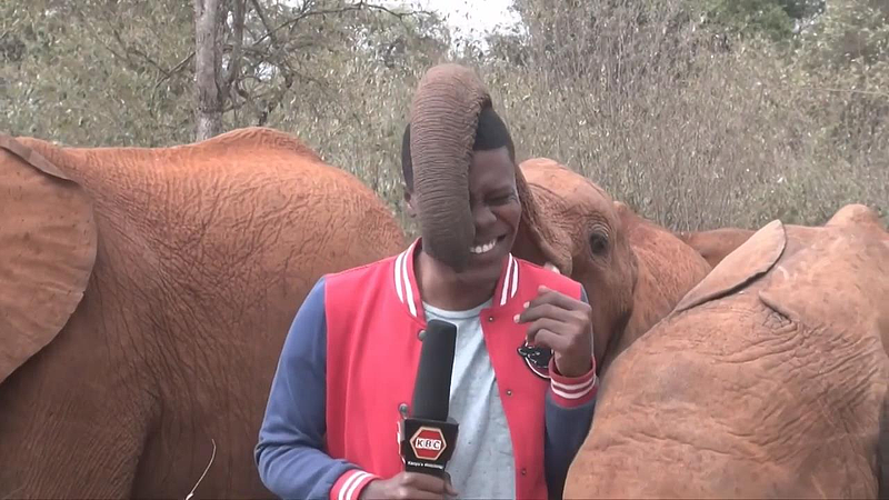 肯亞廣播公司卡翁達日前赴首都奈洛比的薛德里克野生動物信託採訪，卻意外遇到了一頭可愛的小象好奇地伸出象鼻「干擾」。路透 & Storyful / Alvin Kaunda