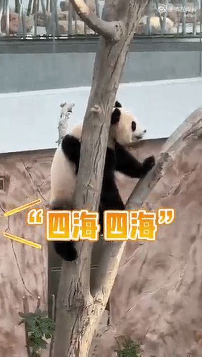中国的熊猫听不懂外语 卡塔尔人苦练四川话（组图） - 1
