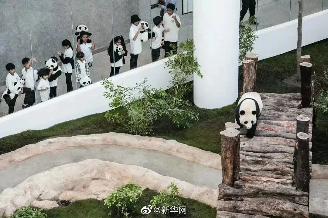 中国的熊猫听不懂外语 卡塔尔人苦练四川话（组图） - 2
