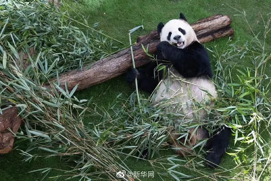 中国的熊猫听不懂外语 卡塔尔人苦练四川话（组图） - 4