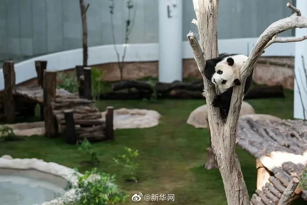 中国的熊猫听不懂外语 卡塔尔人苦练四川话（组图） - 5