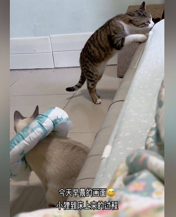 【宠物】猫咪做完绝育后心情不佳，同伴蹑手蹑脚走路：这也太怂了一点吧 （组图） - 4