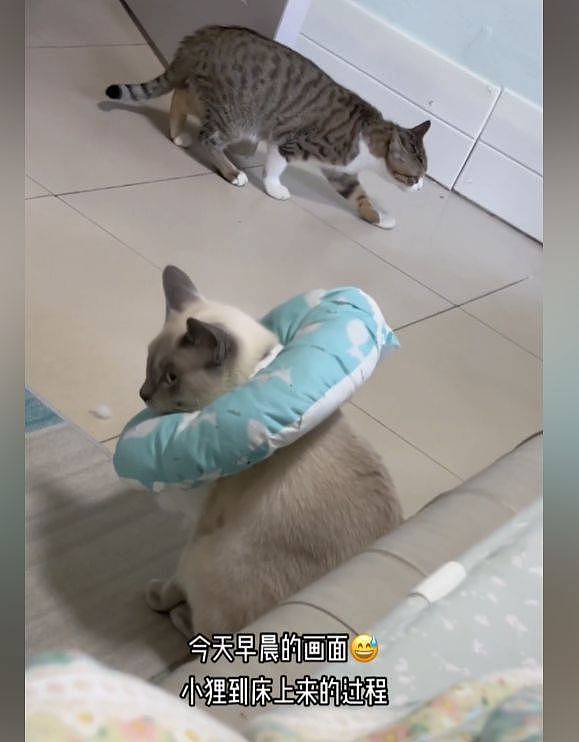 【宠物】猫咪做完绝育后心情不佳，同伴蹑手蹑脚走路：这也太怂了一点吧 （组图） - 1