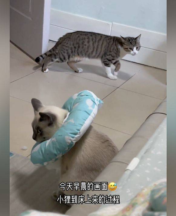 【宠物】猫咪做完绝育后心情不佳，同伴蹑手蹑脚走路：这也太怂了一点吧 （组图） - 2