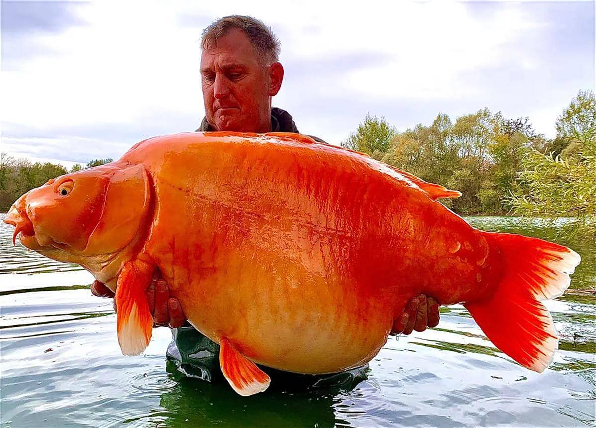 世界上最大的金鱼被钓上岸，重30公斤，已活了20年（图） - 1