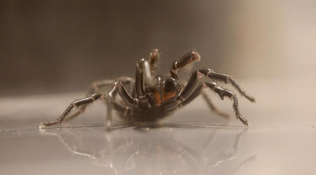 悉尼剧毒蜘蛛倾巢出没，当局发出警告！曾有13人被咬伤死亡（组图） - 2