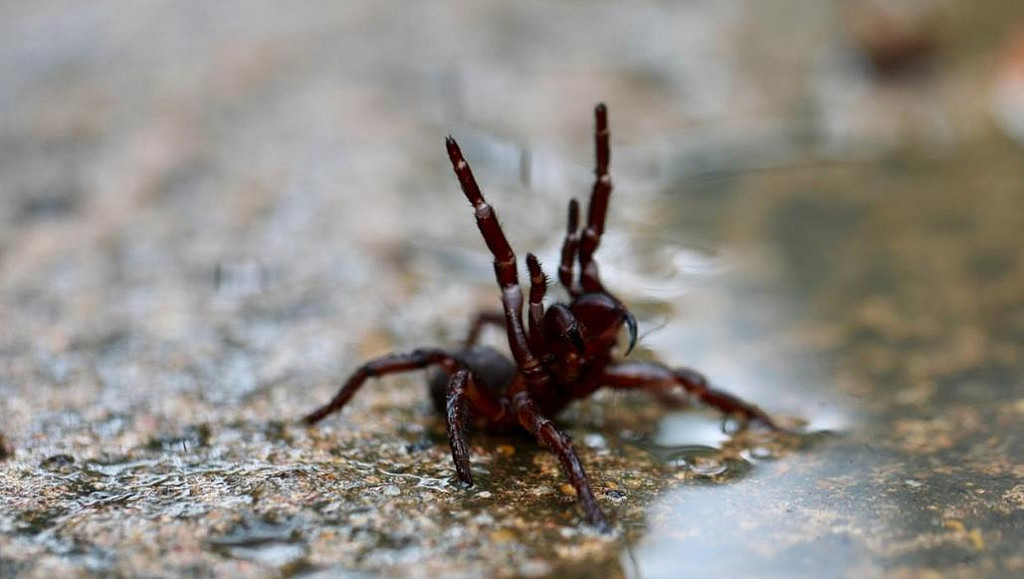 悉尼剧毒蜘蛛倾巢出没，当局发出警告！曾有13人被咬伤死亡（组图） - 3