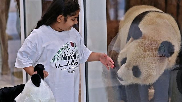 儿童透过玻璃与中国大熊猫互动