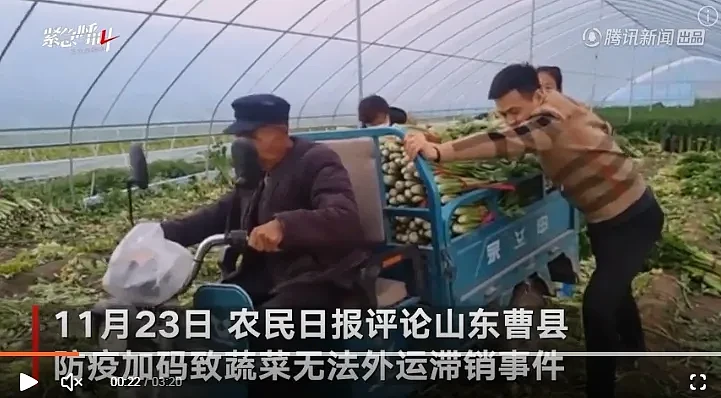 山东曹县的蔬菜因地方封路运不出去，许多芹菜烂在田里。    图: 翻摄自腾讯网
