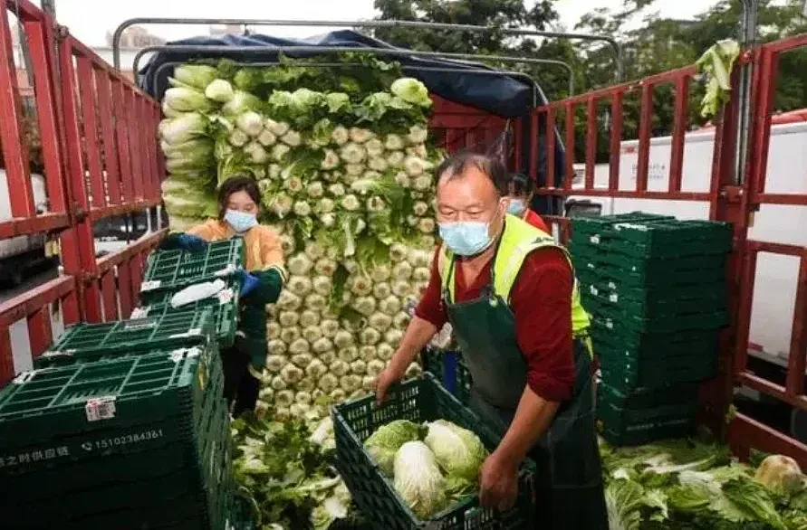 中国近期出现许多蔬菜因封控、疫情限制，无法运输，全都烂在地里。    图: 翻摄自侠客岛