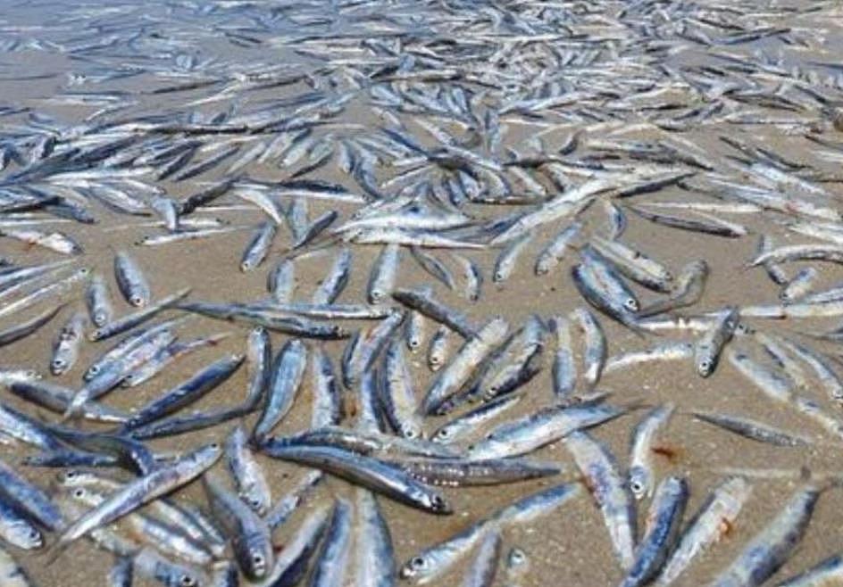 澳洲热门海滩惊现数千条死鱼！现场一片恶臭，背后原因尚不明（组图） - 3