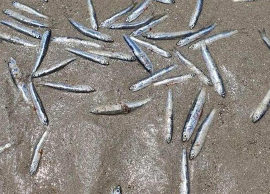 澳洲热门海滩惊现数千条死鱼！现场一片恶臭，背后原因尚不明（组图） - 2