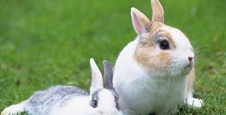 【宠物】关于兔子的误会：我被兔子咬后应该接种疫苗吗？兔子真的不能喝水（组图） - 1