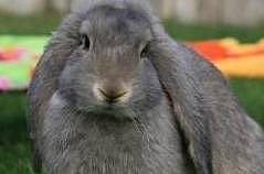 【宠物】关于兔子的误会：我被兔子咬后应该接种疫苗吗？兔子真的不能喝水（组图） - 4