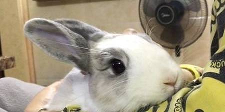 【宠物】关于兔子的误会：我被兔子咬后应该接种疫苗吗？兔子真的不能喝水（组图） - 6