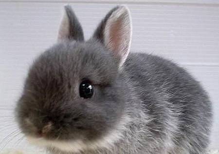 【宠物】关于兔子的误会：我被兔子咬后应该接种疫苗吗？兔子真的不能喝水（组图） - 2