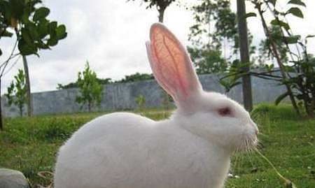 【宠物】关于兔子的误会：我被兔子咬后应该接种疫苗吗？兔子真的不能喝水（组图） - 5