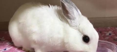 【宠物】关于兔子的误会：我被兔子咬后应该接种疫苗吗？兔子真的不能喝水（组图） - 7