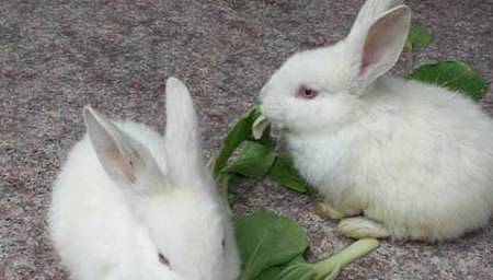 【宠物】关于兔子的误会：我被兔子咬后应该接种疫苗吗？兔子真的不能喝水（组图） - 8