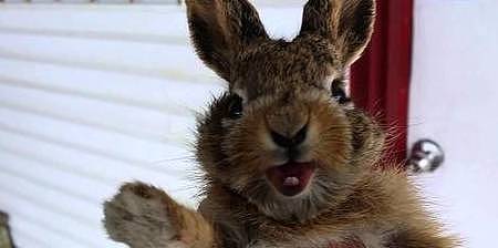 【宠物】关于兔子的误会：我被兔子咬后应该接种疫苗吗？兔子真的不能喝水（组图） - 9