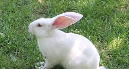 【宠物】关于兔子的误会：我被兔子咬后应该接种疫苗吗？兔子真的不能喝水（组图） - 12