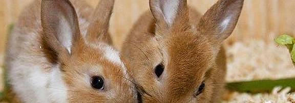【宠物】关于兔子的误会：我被兔子咬后应该接种疫苗吗？兔子真的不能喝水（组图） - 14