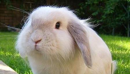 【宠物】关于兔子的误会：我被兔子咬后应该接种疫苗吗？兔子真的不能喝水（组图） - 15