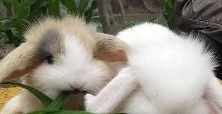 【宠物】关于兔子的误会：我被兔子咬后应该接种疫苗吗？兔子真的不能喝水（组图） - 17
