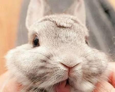 【宠物】关于兔子的误会：我被兔子咬后应该接种疫苗吗？兔子真的不能喝水（组图） - 19