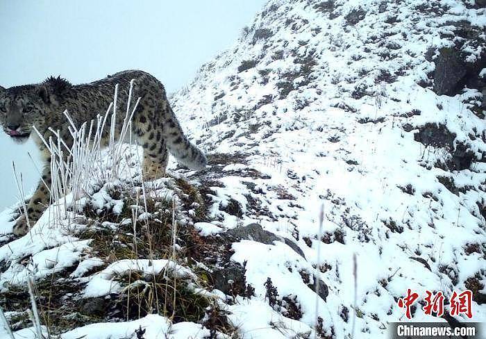 雪豹现身大熊猫国家公园汶川园区 （组图/视频） - 1