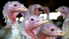 美国禽流感导致5054万只禽鸟死亡，创下纪录（图）